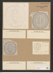 Campylodiscus crebrecostatus Grev. (de-Toni-Nr.: Genus 57, Species 2449) Zeichnungen Sammlung Grunow Nr. 4928 (NHMW-BOT-W0373138)